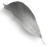 /images/brands/triveni-terrace-cafe/triveni-leaf.png